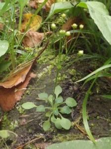 Švendrės botaninis draustinis