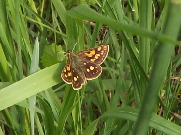 Vijuolių entomologinis draustinis